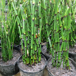 Live Equisetum Horsetail Plants   Bamboo   Zen Koi Pond Evergreen Plant  Aquatic Plants  Patio, Lawn & Garden