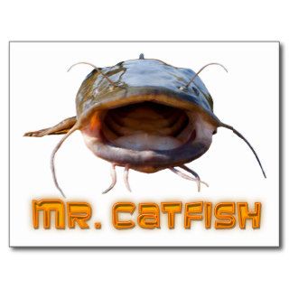 Mr. Catfish Postcard