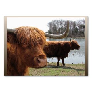 Scottish Highland cattle ~ ATC Business Cards