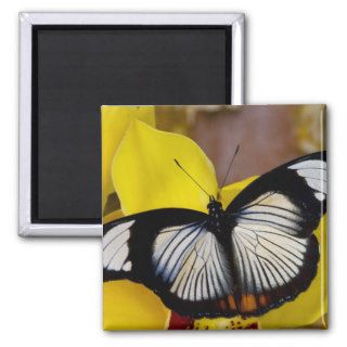 Sammamish, Washington. Tropical Butterflies 62 Refrigerator Magnet