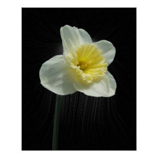 Daffodil w/warped sunburst ~ print