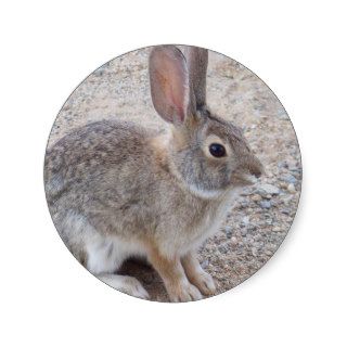 Desert Cottontail Rabbit Stickers