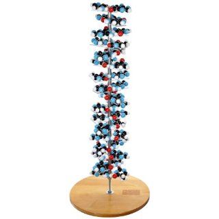 Molecular Models 14 DNA2700PF 17 Base Pair Mostly Assembled DNA Molecular Model Kit