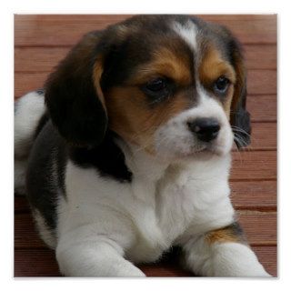 Beagle Puppy Dog Poster Print