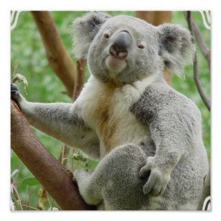 Fluffy Koala Poster