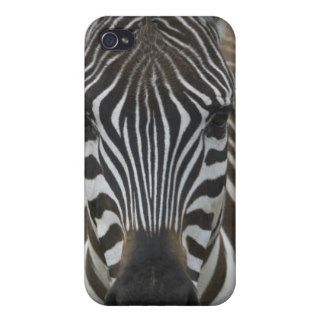 Common Zebra (Equus quagga), close up iPhone 4 Case