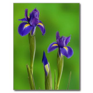 Iris Flowers Postcard