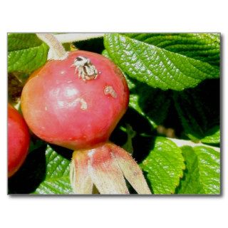 Salticid Jumping Spider on Beach Rose Hips Post Card