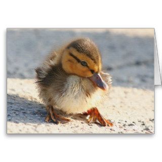 Baby Duck Duckling Card