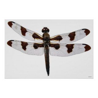 Twelve spotted Skimmer Dragonfly Poster