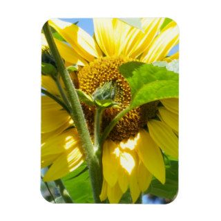 Heart Shaped Sunflower Flexible Magnets