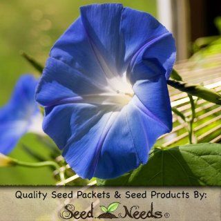 1, 000 Seeds, Morning Glory "Heavenly Blue" (Ipomoea tricolor) Fresh & Untreated Seeds by Seed Needs  Morning Glory Plants  Patio, Lawn & Garden