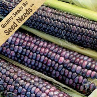 50 Seeds, Ornamental Corn "Blue Hopi" (Zea mays) Seeds By Seed Needs  Vegetable Plants  Patio, Lawn & Garden