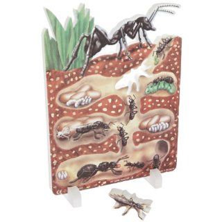 Book Plus Ant Life Cycle Foam Model, 10" x 14.5" x 0.75" Size