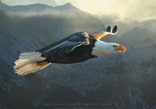 Eagle   Bald Eagle, Steve Bloom   Natur Poster Foto fliegender Adler Vogel Vgel   Grsse 91,5x61 cm Küche & Haushalt