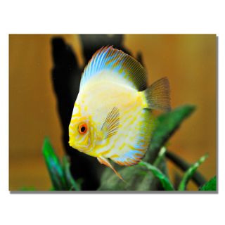 Kurt Shaffer Tropical Fish Golden Canvas Art