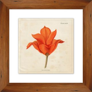 Tulip II Framed Graphic Art by PTM Images