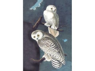 Buy Enlarge 0 587 03549 8P20x30 Snowy Owl  Paper Size P20x30