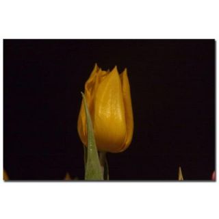 Trademark Fine Art 24 in. x 16 in. Yellow Tulips VI Canvas Art MG0214 C1624GG