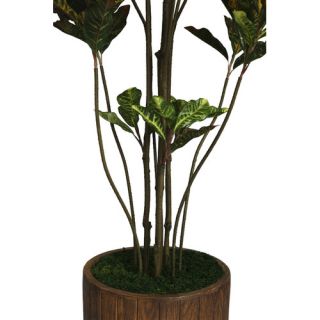 Tall Croton Multiple Trunks Tree in Planter by Laura Ashley Home