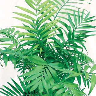 1.57 Quart Neanthe Bella Palm (L9791HP)