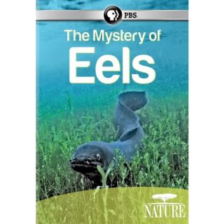 Nature The Mystery of Eels