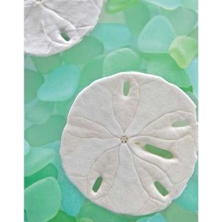 Alan Blaustein Seaglass 5 Gallery Wrapped Canvas Art