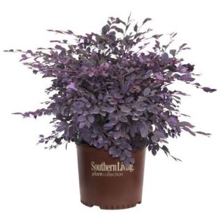 Southern Living Plant Collection 2 Gal. Purple Diamond Loropetalum 42102