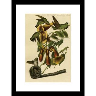 Buyenlarge Ruby Throated Humming Bird by R. Havell Framed Painting Print