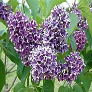 OnlinePlantCenter 1 gal. Deep Violet Common Lilac Shrub S127012