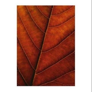 Verdant Form II Poster Print by Photography Collection (24 x 32)