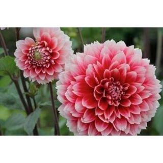 St Andrews Dahlia Flowers Poster Print by Susan Pease (26 x 17)