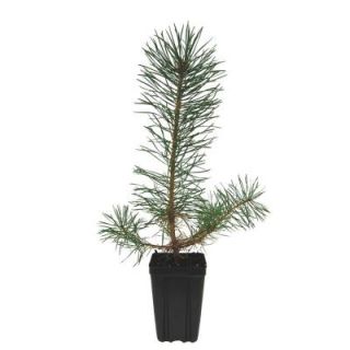 Evergreen Nursery Scotch Pine Potted Evergreen Tree PINSCHAQT