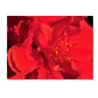 Trademark Fine Art Kurt Shaffer Red Red Hibiscus Canvas Art   Home