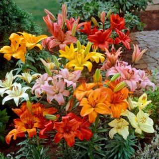Bloomsz Asiatic Lily Bulbs Mixture (6 Pack) 06049