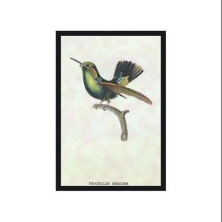 Hummingbird Trochilus Prasina Print (Canvas 20x30)