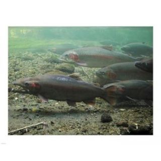 Rainbow trout Poster Print (10 x 8)