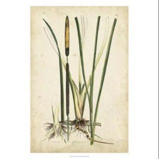 Antique Cattail II Poster Print by Edward S. Curtis (18 x 26)