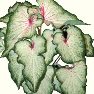 Bloomsz Select Series Caladiums Mount Everest USPP# 18,764 (7 Pack) 07015
