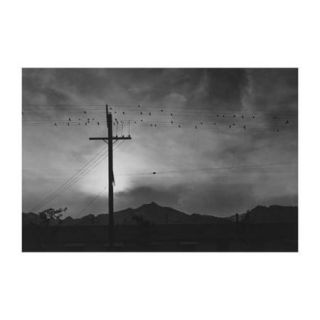 Birds On Wire, Evening Print (Canvas Giclee 20x30)