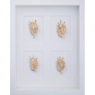 Murex Shells Wall Art Shadow Box in Brown by Mirror Image Home