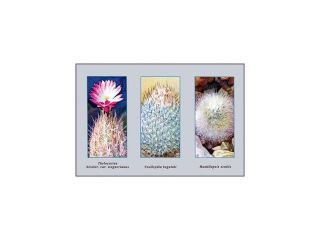 Buy Enlarge 0 587 10011 7C12X18 Thelocactus, Bicolor, Var. Wagnerianus  Canvas Size C12X18