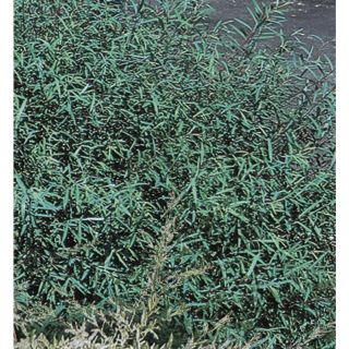 3.63 Gallon Dappled Willow Accent Shrub (L20514)