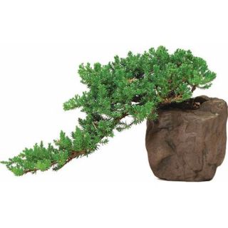 Green Mound Juniper Bonsai Tree In Rock Pot