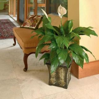 Spathiphyllum SPATH