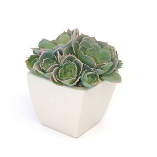 Dalmarko Designs Succulent in Ceramic Pot