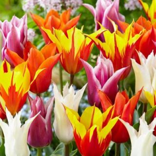 Bloomsz Lily Flowered Tulip Bulb Mix Flower Bulb (8 Pack) 07633
