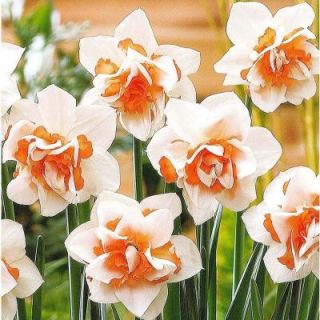 Daffodil Replete Dormant Bulbs (20 Pack) DISCONTINUED 70143