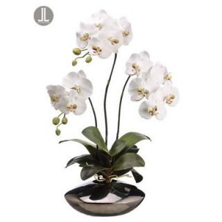 Tori Home 19 Phalaenopsis Orchid Plant in Clay Pot