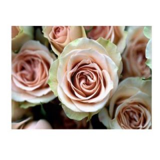 Trademark Fine Art 22 in. x 32 in. Pale Pink Roses Canvas Art KY0028 C2232GG